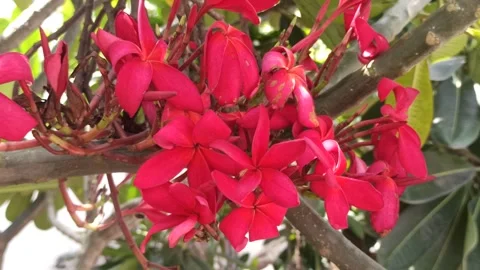 Frangipani Flower Stock Footage 264734134