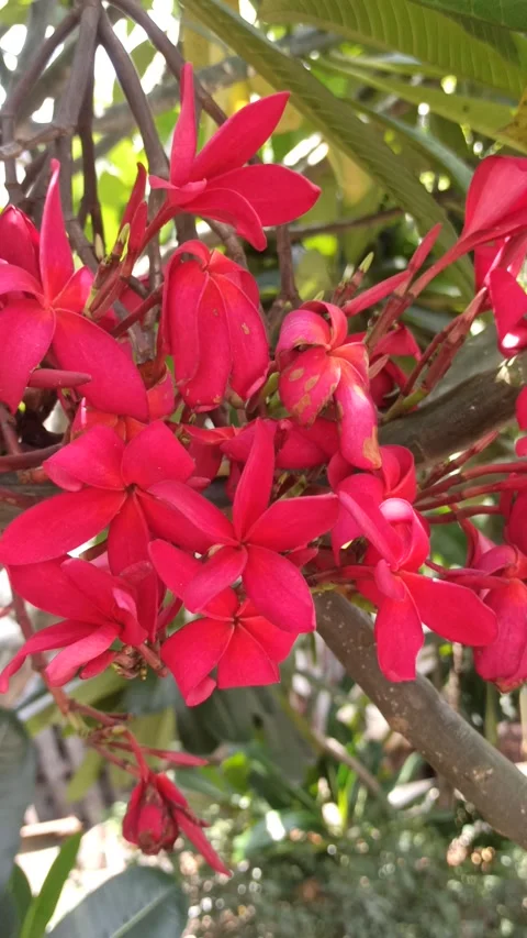 Frangipani Flower Stock-Footage 264734192