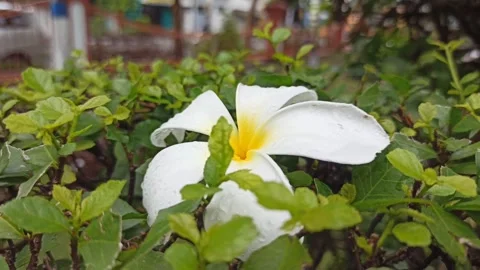 Frangipani Flower Stock Footage 265048550