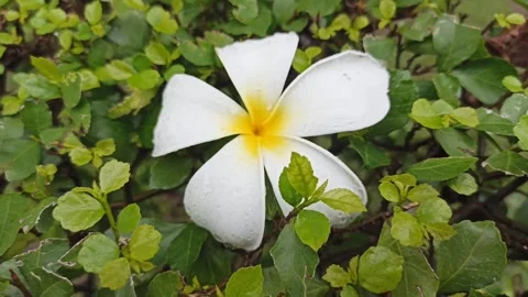 Frangipani Flower Stock Footage 265048553