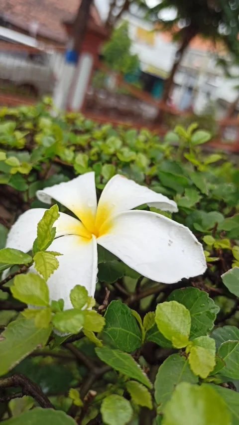 Frangipani Flower Video stock 265048554