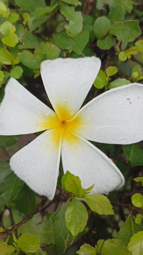 Frangipani Flower Stock Footage 265048592