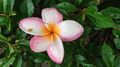 Frangipani Flower Stock Footage 265048601
