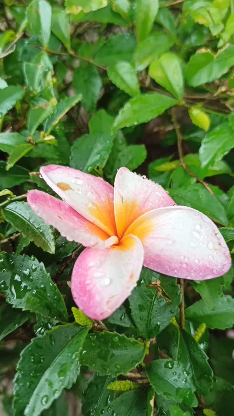 Frangipani Flower Stock Footage 265048610