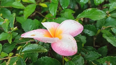 Frangipani Flower Video stock 265048615