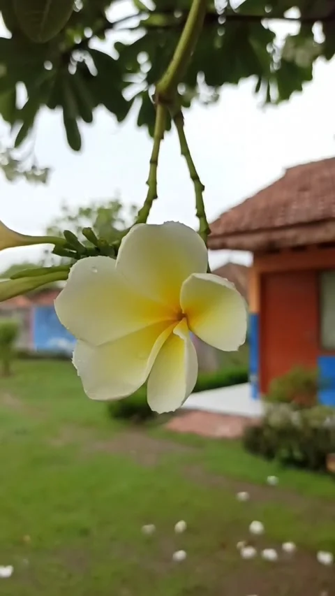 Frangipani flower Video stock 265048640