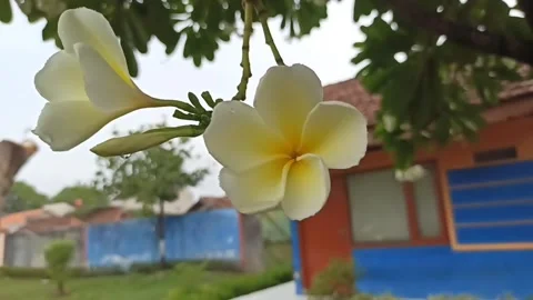 Frangipani flower Video stock 265048642