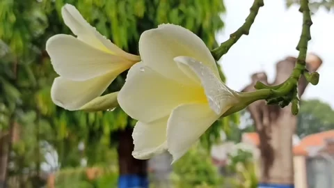 Frangipani flower Video stock 265048648