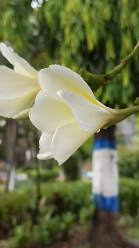 Frangipani flower Video stock 265048650