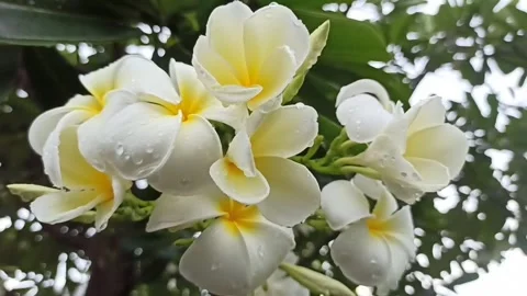 Frangipani flower Stock-Footage 265048656