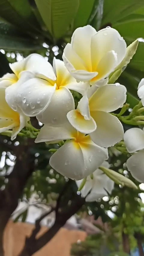 Frangipani flower Stock-Footage 265048658
