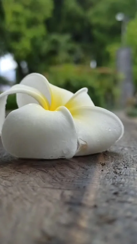 Frangipani flower Video stock 265048665