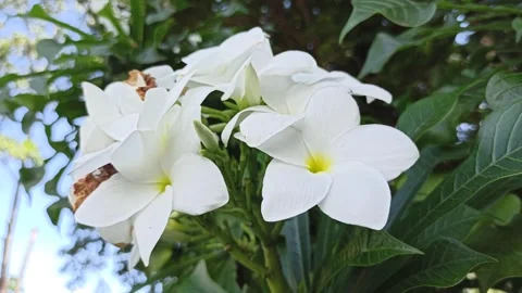 Frangipani Flower Video stock 268725388