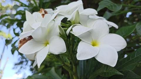 Frangipani Flower Stock-Footage 268725402