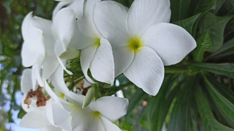 Frangipani Flower Video stock 268725417