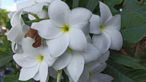 Frangipani Flower Video stock 268725423
