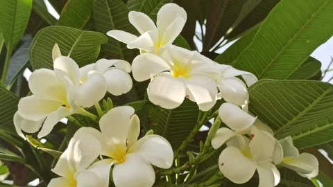 Frangipani Flower Video stock 274384786