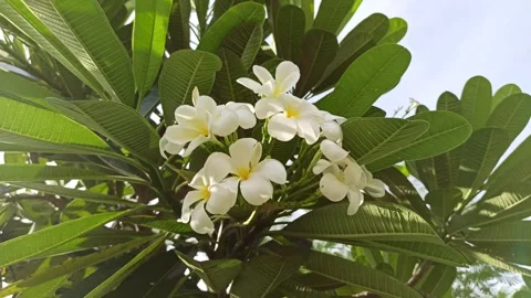 Frangipani Flower Stock Footage 274384787