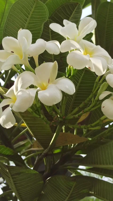 Frangipani Flower Video stock 274384793