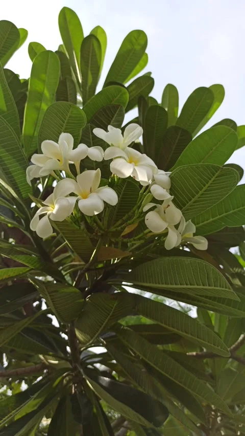 Frangipani Flower Stock Footage 274384795