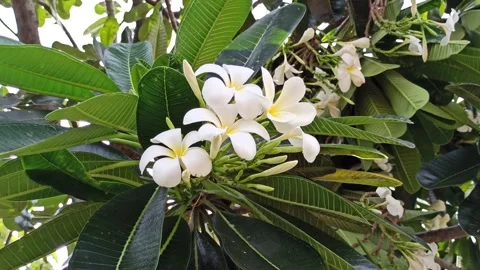 Frangipani Flower Stock Footage 274384797