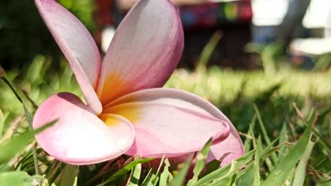 Frangipani Flower Stock Footage 276742019