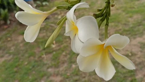 Frangipani Flower Stock-Footage 276742438