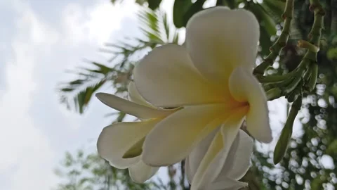 Frangipani Flower Stock Footage 276742450