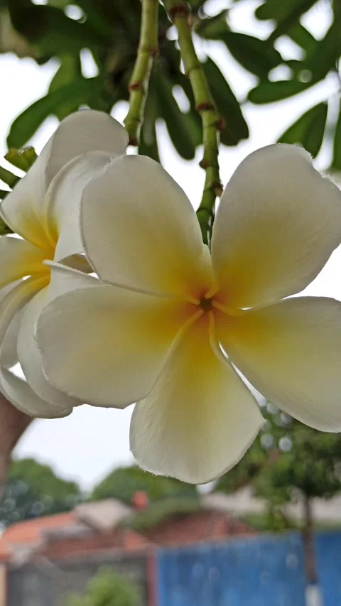 Frangipani Flower Video stock 276742452