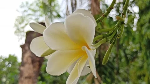 Frangipani Flower Video stock 276742458
