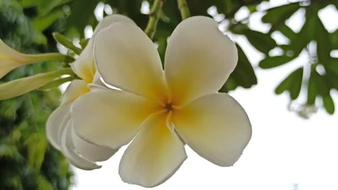 Frangipani Flower Stock Footage 276742472