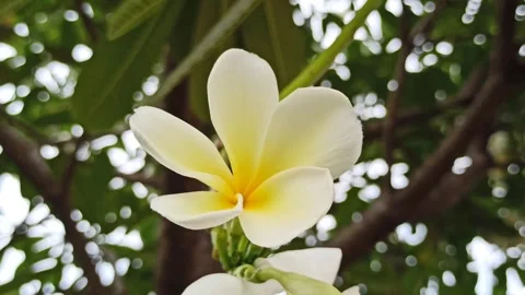 Frangipani Flower Video stock 276742473