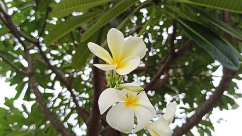 Frangipani Flower Stock Footage 276742475