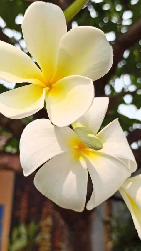 Frangipani Flower Video stock 276742492