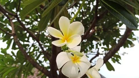 Frangipani Flower Stock Footage 276742501