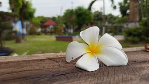Frangipani Flower Video stock 276742503