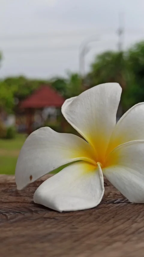 Frangipani Flower Video stock 276742520
