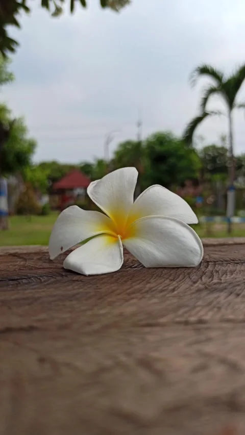 Frangipani Flower Stock Footage 276742521