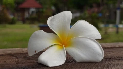 Frangipani Flower Stock Footage 276742536