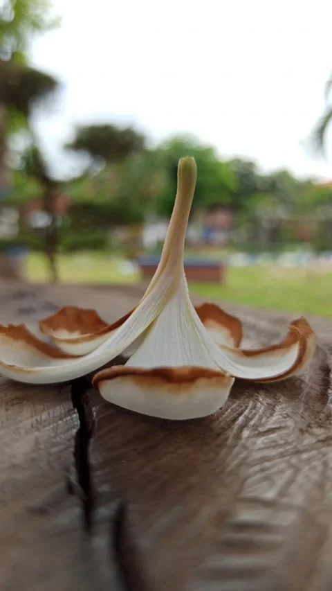 Frangipani Flower Stock Footage 276742543