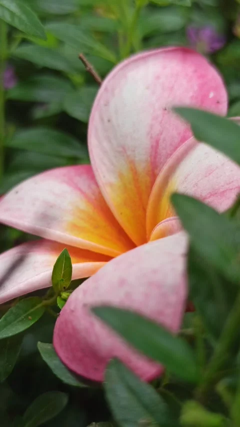 Frangipani Flower Video stock 276742632
