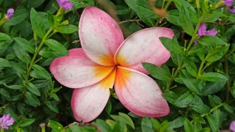 Frangipani Flower Stock Footage 276742643