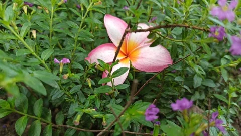 Frangipani Flower Stock-Footage 276742654