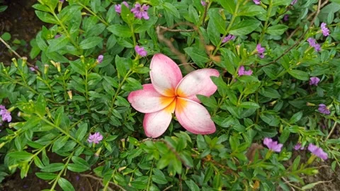 Frangipani Flower Stock-Footage 276742655