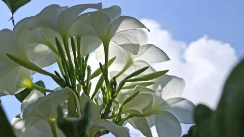 Frangipani Flower Stock Footage 276744682