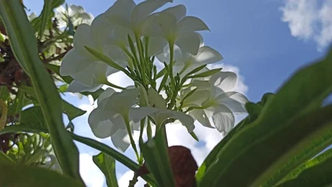 Frangipani Flower Stock Footage 276744717