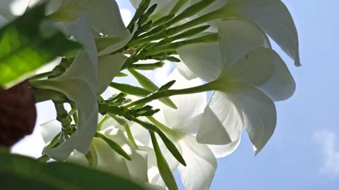 Frangipani Flower Stock-Footage 276744719