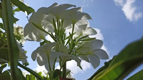 Frangipani Flower Video stock 276744747