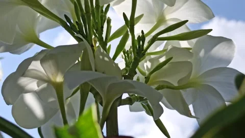 Frangipani Flower Stockbeeldmateriaal 276744780