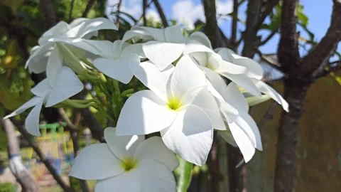 Frangipani Flower Video stock 276744796